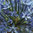 Allium caeruleum