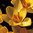 Crocus chrysanthus 'Sunkist'
