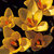 Crocus chrysanthus 'Sunkist'