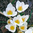 Crocus chrysanthus 'Snowbunting'