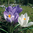 Crocus vernus 'Flower Record' - hellviolettblau