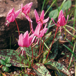 Erythronium dens-canis 'Rose Queen'