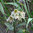 Fritillaria bucharica 'Nurek Giant'