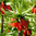 Fritillaria imperialis 'William Rex'