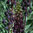 Fritillaria 'Purple Dynamite'