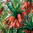 Fritillaria imperialis 'Prolifera'