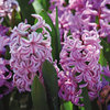 Hyacinthus 'Anna Liza'