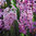 Hyacinthus 'Anna Liza'