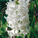 Hyacinthus 'Carnegie'