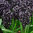 Hyacinthus 'Dark Dimension'