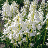 Hyacinthoides hispanica 'White Triumphator'