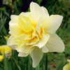 Narcissus 'Butter & Eggs'