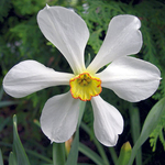 Narcissus 'Seagull'