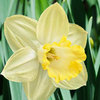 Narcissus 'Ladea'