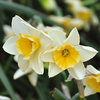 Narcissus 'Sweet Love'