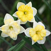 Narcissus 'Changing Colors'