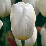 Tulipa 'White Prince'
