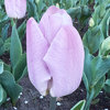 Tulipa 'Mystic Prince'