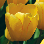 Tulipa 'Golden Oxford'