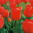 Tulipa 'Lefeber's Favourite'