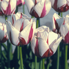 Tulipa 'World Expression'