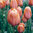 Tulipa 'Dordogne'