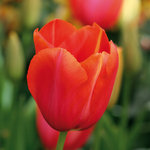 Tulipa 'Avignon'