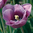 Tulipa 'Bleu Aimable'