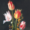 Tulipa 'Rembrandt Mischung'