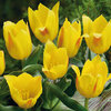 Tulipa 'Berlioz'