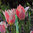 Tulipa 'Fritz Kreisler'