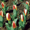 Tulipa 'The First'
