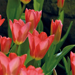 Tulipa 'Spring Pearl'