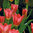 Tulipa 'Spring Pearl'