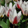 Tulipa 'Border Legend'
