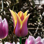 Tulipa 'Sonnet'