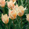 Tulipa 'Für Elise'