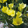 Tulipa bat. 'Yellow Jewel'