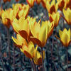 Tulipa clusiana var. chrys. 'Tubergen's Gem'
