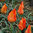 Tulipa vvedenskyi 'Tangerine Beauty'