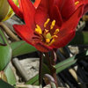 Tulipa aucheriana 'Mara'