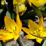 Tulipa aucheriana 'Jara'