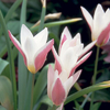 Tulipa 'Lady Jane'