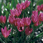 Tulipa humilis 'Eastern Star'