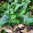 Arum maculatum 'Althaldenslebener Park'