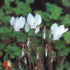 Cyclamen hederifolium album