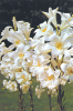 Lilium candidum - Madonnenlilie