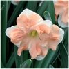 Narcissus 'Apricot Whirl'