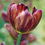 Tulipa 'Absalon'