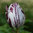Tulipa 'Innerwheel'